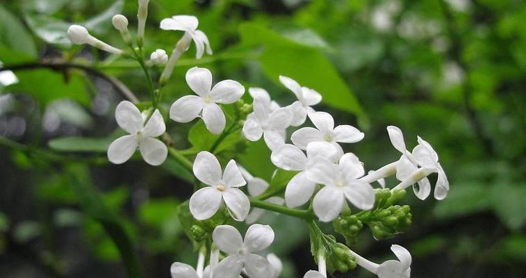 丁香花冬天会冻死吗？如何在寒冷季节保护丁香花？