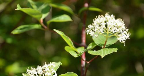 丁香花好养吗？养殖方法和养护要点是什么？