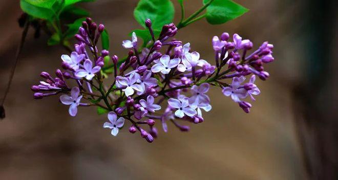 丁香花的花语是什么？它代表了哪些意义？