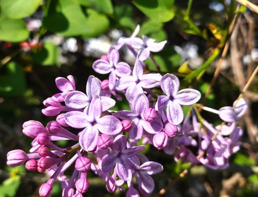 丁香花通常在哪个季节开花？春夏季节开花有什么特点？