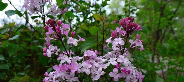 丁香花通常在哪个季节开花？春夏季节开花有什么特点？