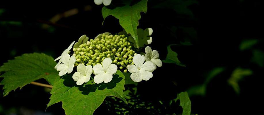 丁香花是哪个国家的国花？它象征着什么含义？