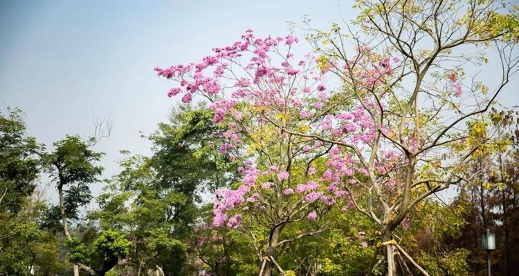 紫花风铃木花语是什么？了解其象征意义及文化背景？