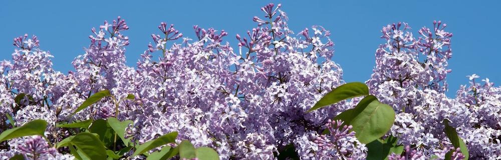 丁香花是哪个市的市花？哪个城市以丁香花为市花？