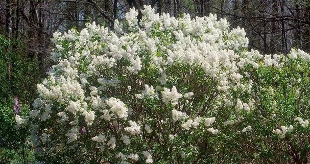 丁香花适合什么地方种植？最佳种植环境和条件是什么？