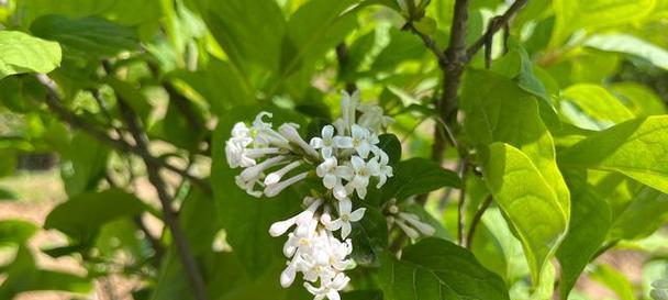 丁香花叶病有哪些症状？如何有效防治？