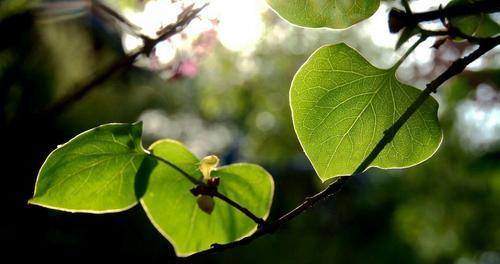 丁香花叶病有哪些症状？如何有效防治？