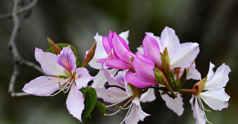 紫荆花的花语是什么？紫荆花寓意有哪些含义？