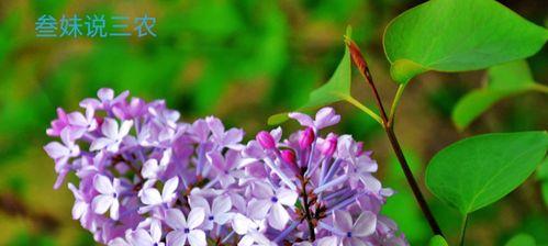 丁香花叶子发黄怎么办？如何正确处理和预防？