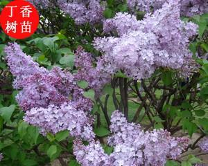 丁香花种植的最佳时间和步骤是什么？