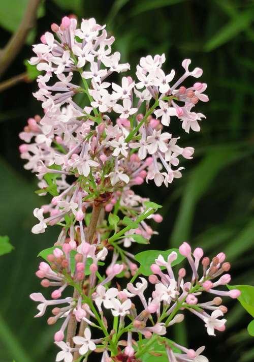 丁香一年开几次花？花期持续多长时间？