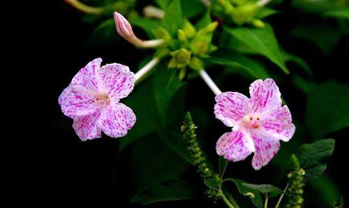 紫茉莉花语是什么意思？如何解读紫茉莉的花语含义？