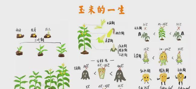 东北小麦收割时间是什么时候？收割前后需要注意什么？