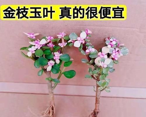 东面阳台适合养什么花或植物？有哪些推荐？