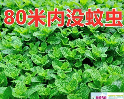 冬虫夏草有种子吗？如何正确理解冬虫夏草的繁殖方式？