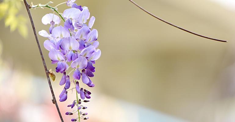 紫藤花花语是什么？如何用紫藤花表达爱意？