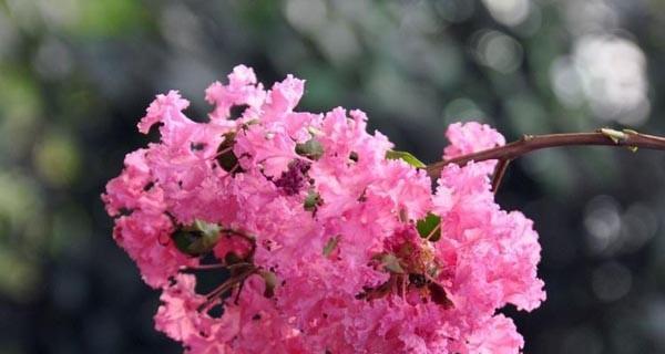 紫薇花的花语是什么？紫薇花象征着什么意义？