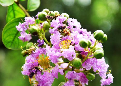 紫薇花花语是什么？了解紫薇花的象征意义和文化背景？