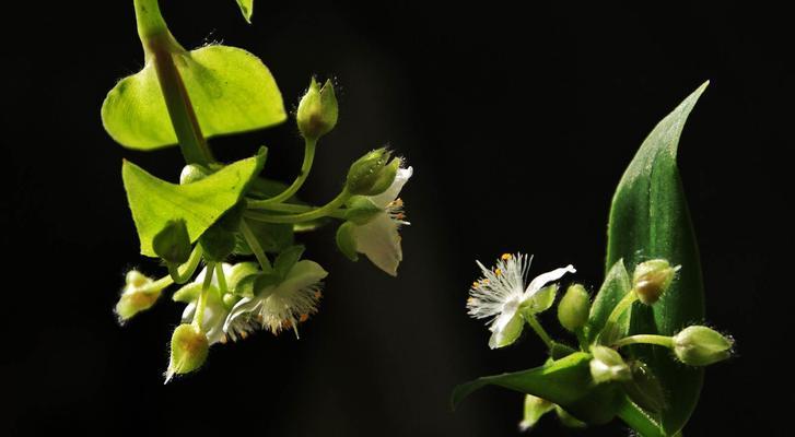 白花紫露草花语是什么？如何正确解读其含义？