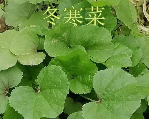 冬寒菜怎么种植？最佳种植时间和方法是什么？