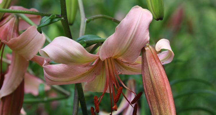 百合花代表什么意思？不同颜色的百合花语有哪些差异？