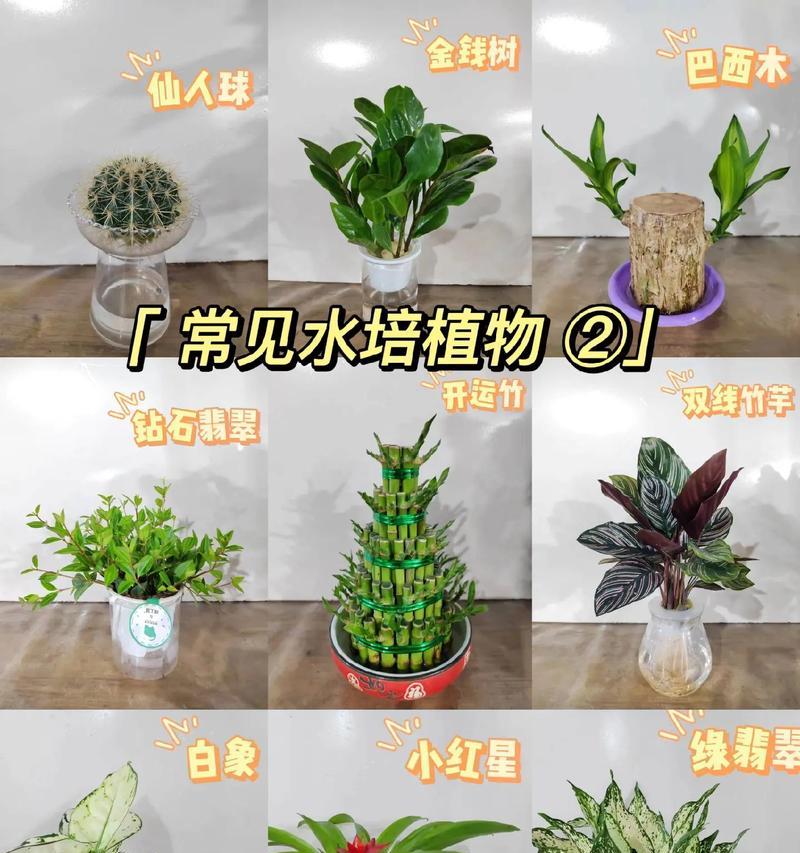 冬季好养的花卉有哪些？如何选择适合冬季的植物？