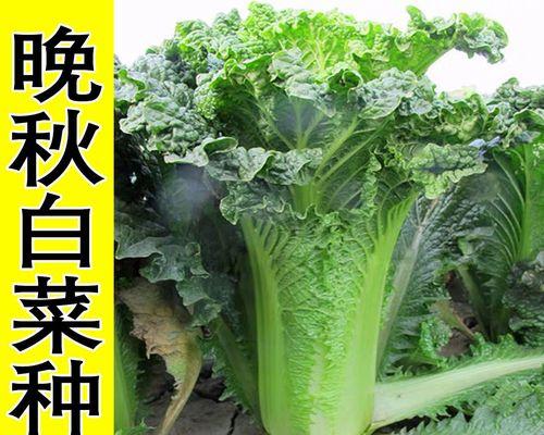 冬季适合种什么菜？有哪些蔬菜能在寒冷季节生长？