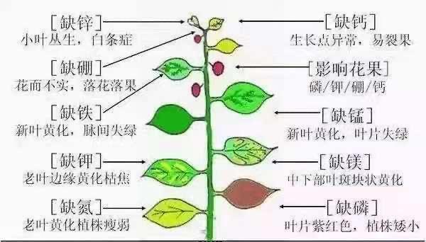 冬萝卜什么时候种植合适？最佳收获时间是什么时候？