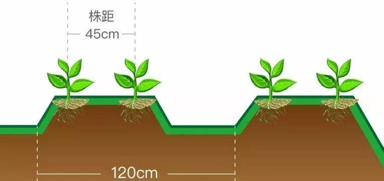 冬美人老桩换土的最佳时间和步骤是什么？