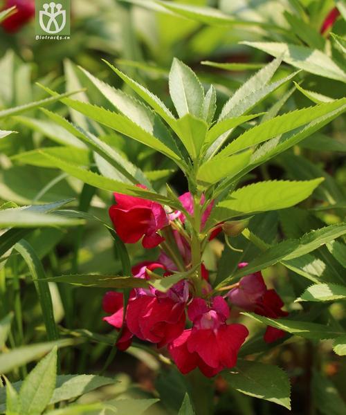 凤仙花的花语是什么？如何用凤仙花表达情感？