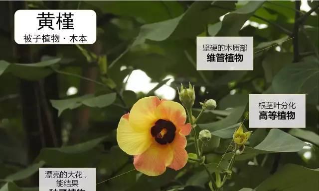 冬青醒花方法与步骤是什么？如何正确进行冬青的醒花操作？