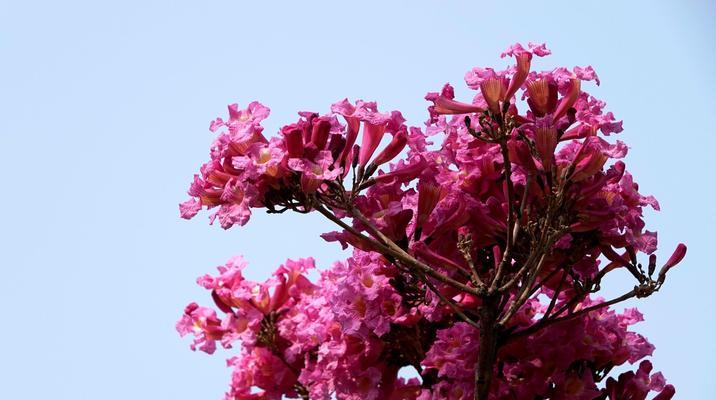 红花风铃木的花语是什么？如何正确解读红花风铃木的象征意义？