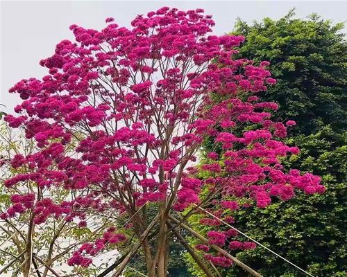 红花风铃木的花语是什么？如何正确解读红花风铃木的象征意义？