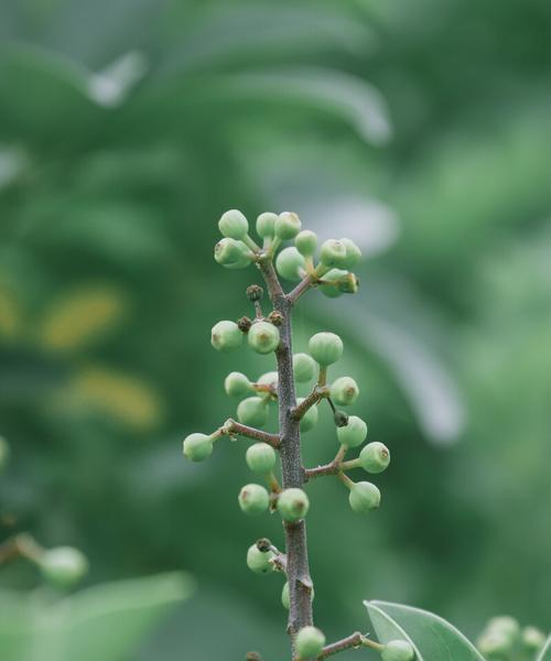 冬天有哪些植物可以种植？如何照顾它们过冬？