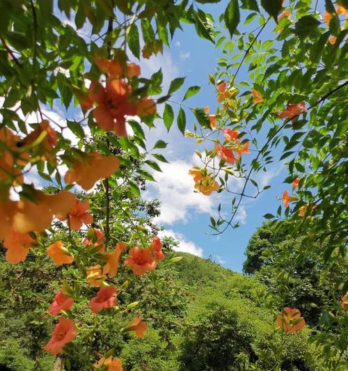 金钟花的花语是什么？如何用金钟花表达爱意？