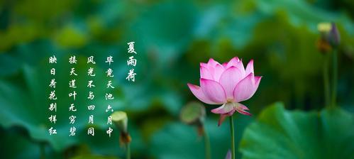 莲花象征着什么？莲花的寓意和文化意义有哪些？