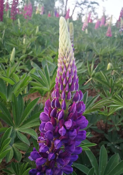 鲁冰花的花语是什么？如何用鲁冰花表达情感？