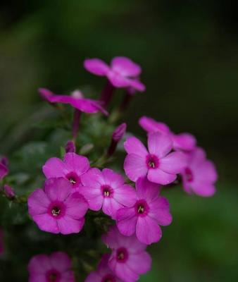 美女樱的花语是什么？了解樱花的象征意义和文化背景？