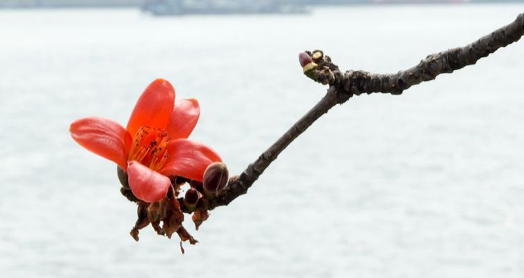 木棉花象征着什么精神？木棉花的象征意义有哪些？