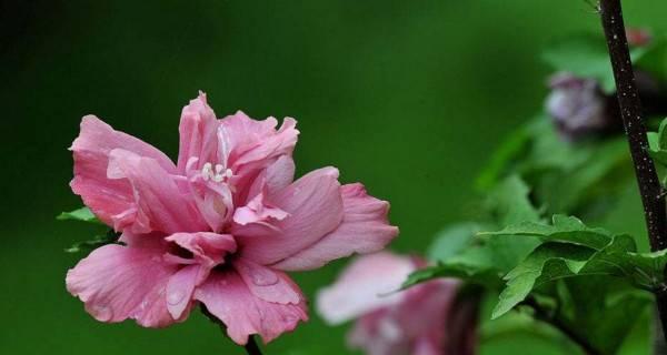 木槿花语代表什么？木槿花的含义有哪些？