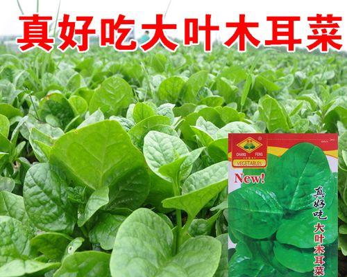 豆腐菜又叫什么菜？这道菜的别名有哪些？