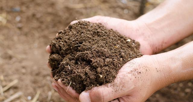 豆浆渣能用作肥料吗？如何正确使用豆浆渣作为植物肥料？