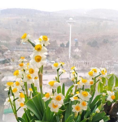 水仙花象征着什么？水仙花的寓意有哪些常见问题解答？