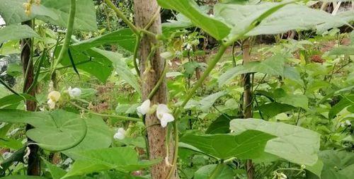 豆角开花结果需要多长时间？常见问题解答