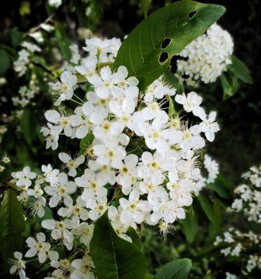 线叶绣线菊花语是什么？如何正确解读其花语含义？