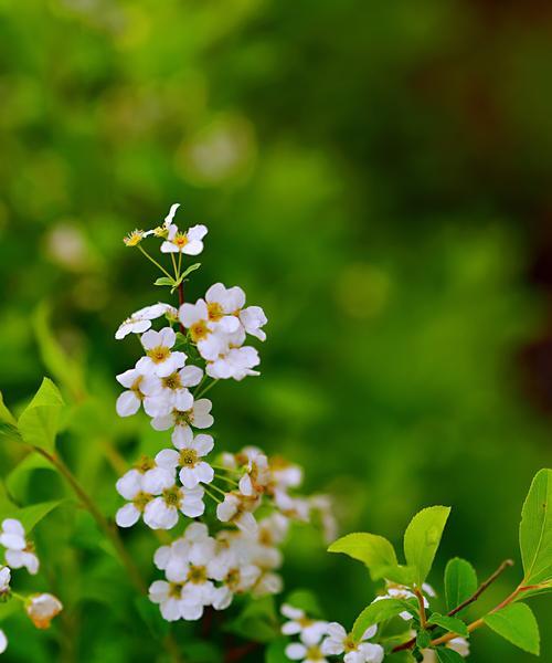 绣线菊的花语是什么意思？绣线菊寓意着什么？