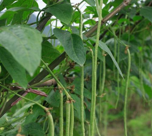 豆角种植的最佳时间是什么时候？收获时间又该如何掌握？