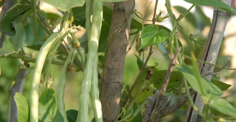 豆角子种子怎么种植？种植过程中的常见问题有哪些？