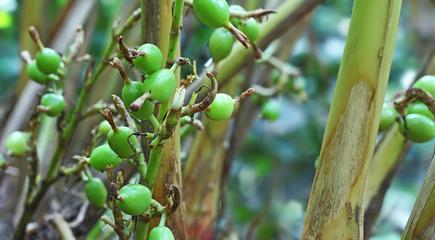 豆蔻属于什么植物类别？它的特点有哪些？