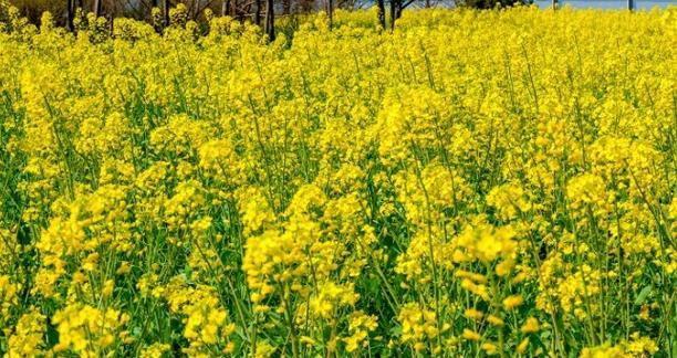 油菜花的花语是什么？油菜花象征着什么含义？